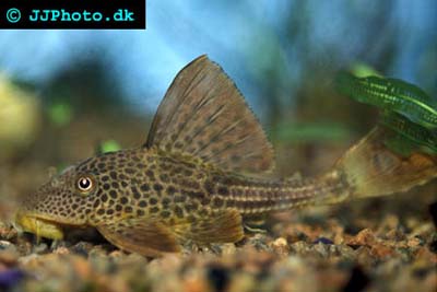 Hypostomus plecostomoides